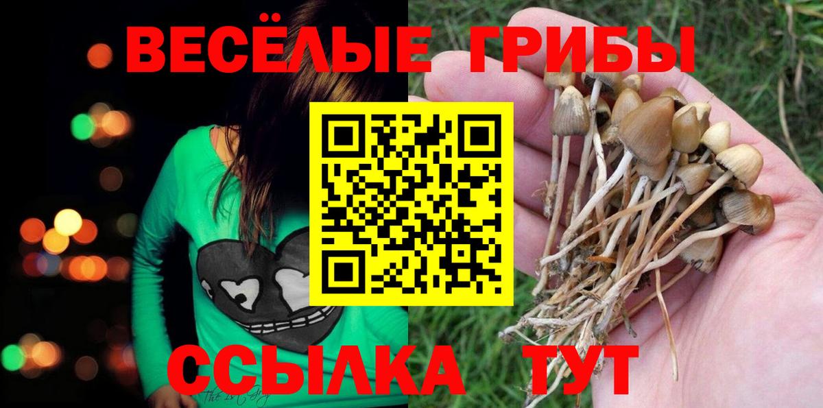 Галлюциногенные грибы Psilocybe  Вход с VPN  Майкоп 